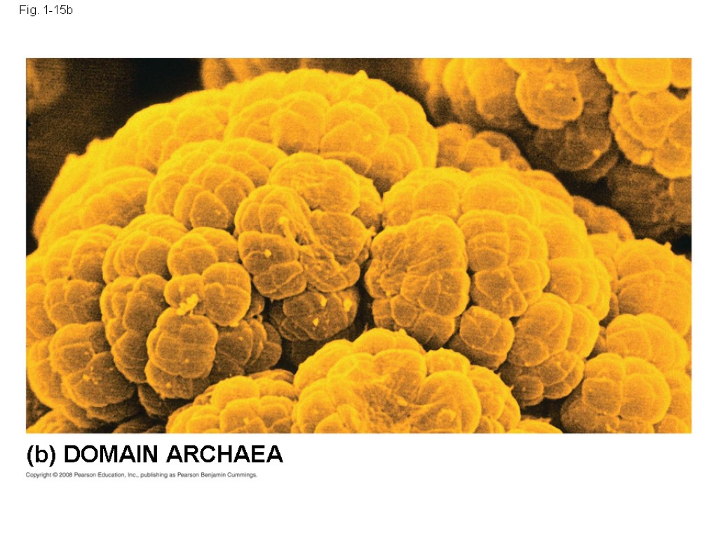 Fig. 1-15b (b) DOMAIN ARCHAEA